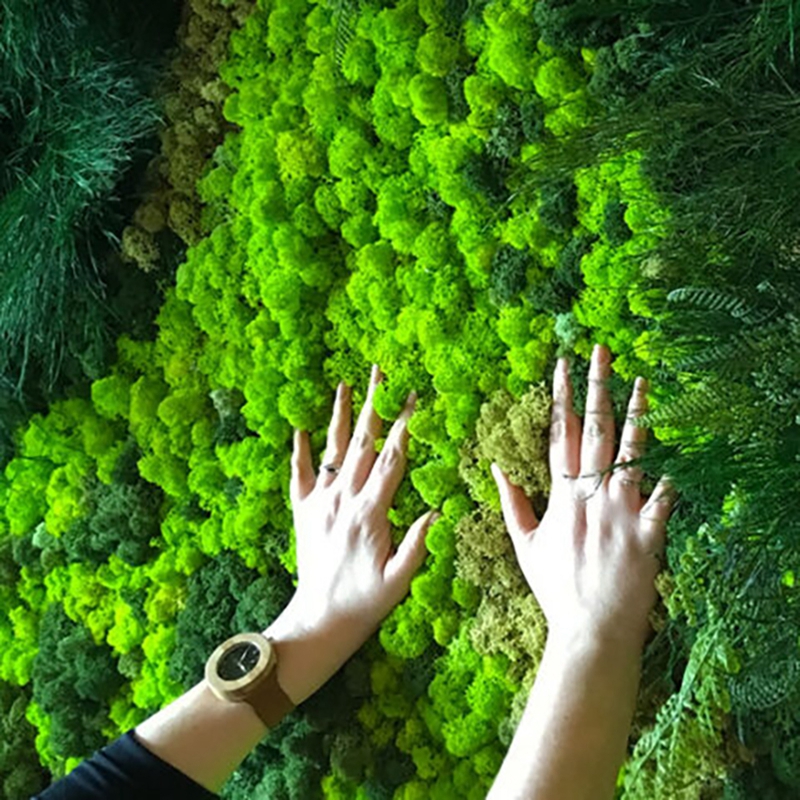 Sphagnum Moss Dry - 40/20g Artificial Immortal Moss Green Fake
