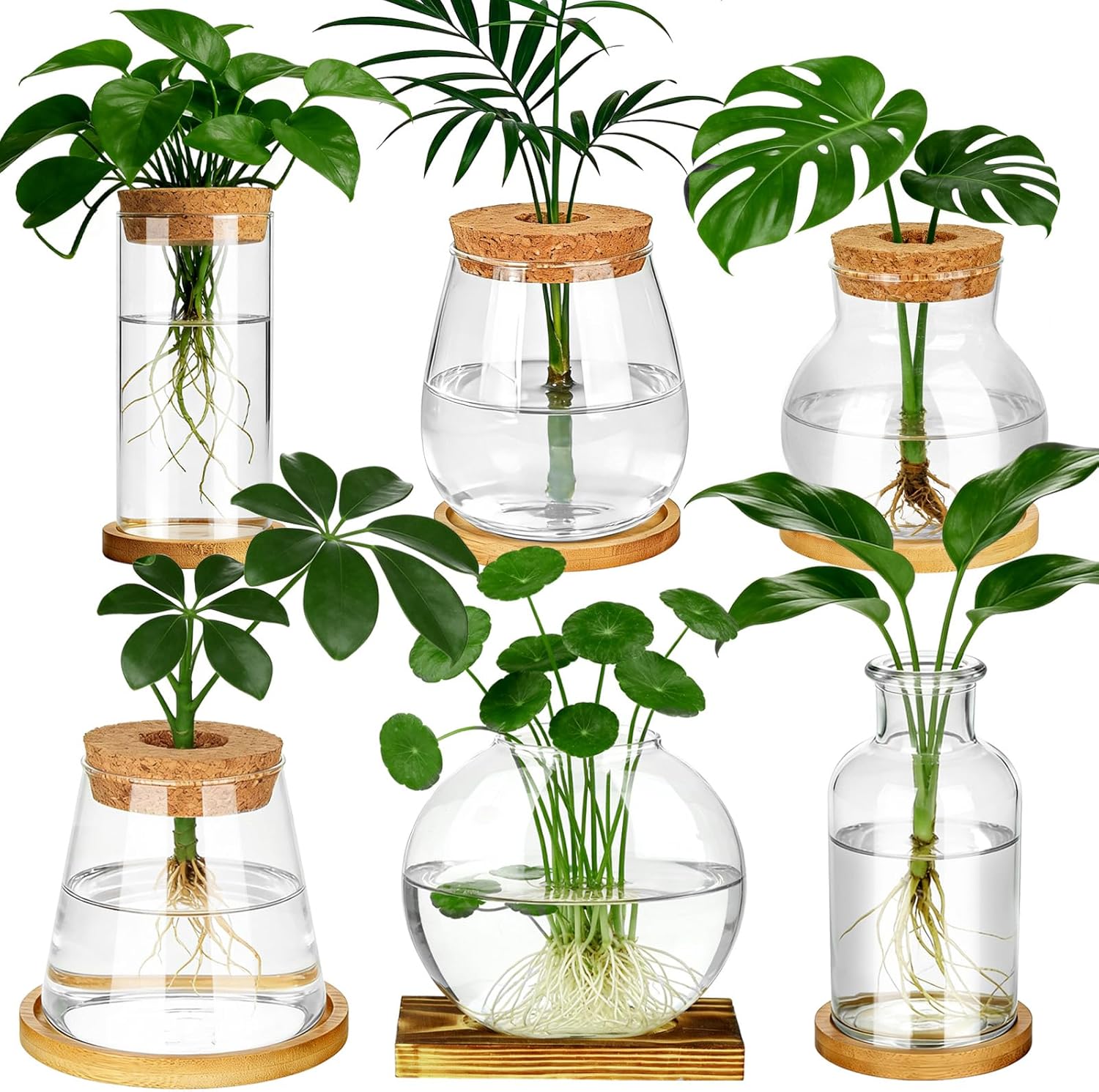 6 Pcs Plants Propagation Stati – Propagation Station Vase Bewertung und Preis