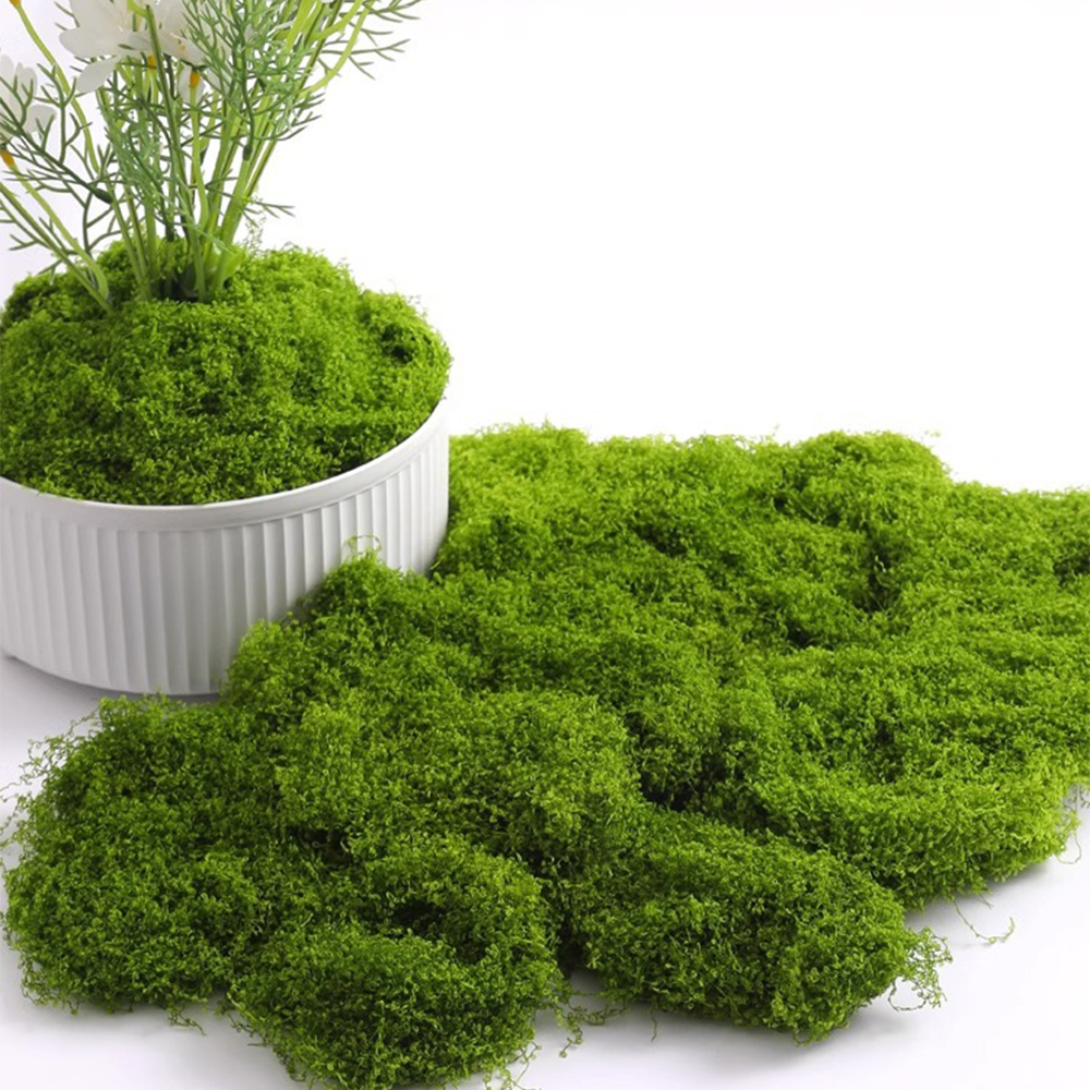 20/40/100g Eternal Life Moss D – Sphagnum Moss Dry Bewertung und Preis