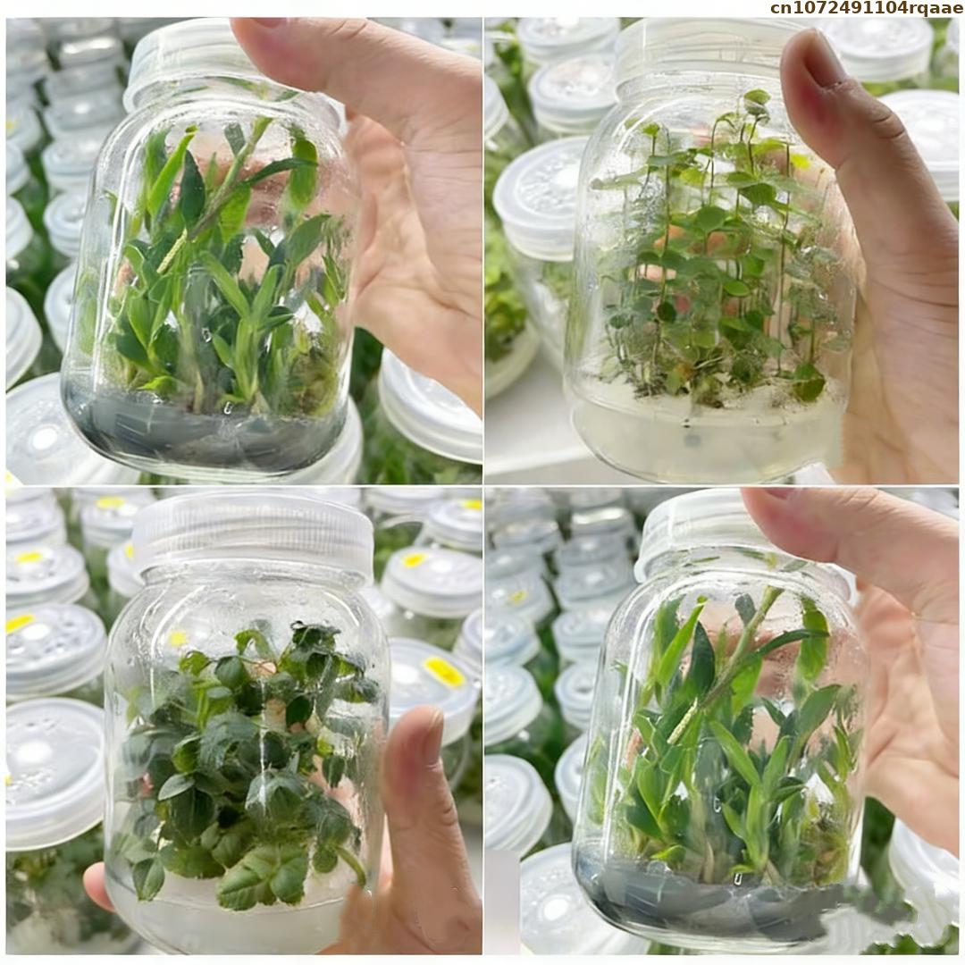 Premium Plant Tissue Culture A – Agar Tissue Culture Bewertung und Preis