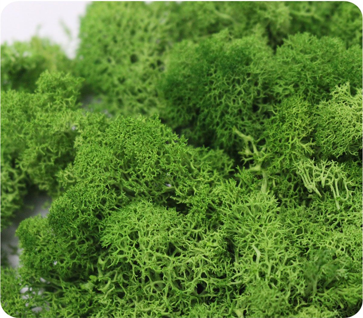 Wedding Accessories Wedding Fl – Sphagnum Moss Dry Bewertung und Preis