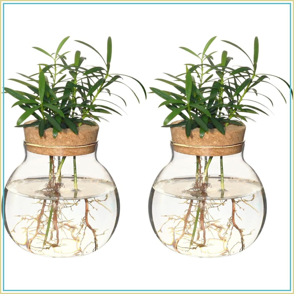 Hydroponic Plant Propagation S – Propagation Station Vase Bewertung und Preis