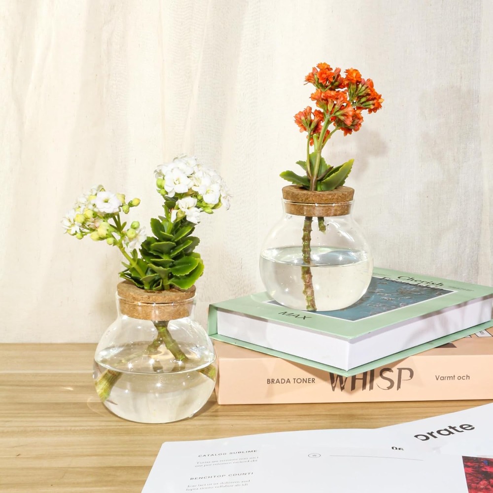 Hydroponic Plant Propagation S – Propagation Station Vase Bewertung und Preis