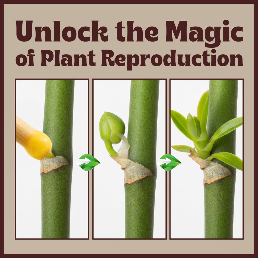 Paste or Plants to Clone & Cre – Rooting Gel Clone Bewertung und Preis