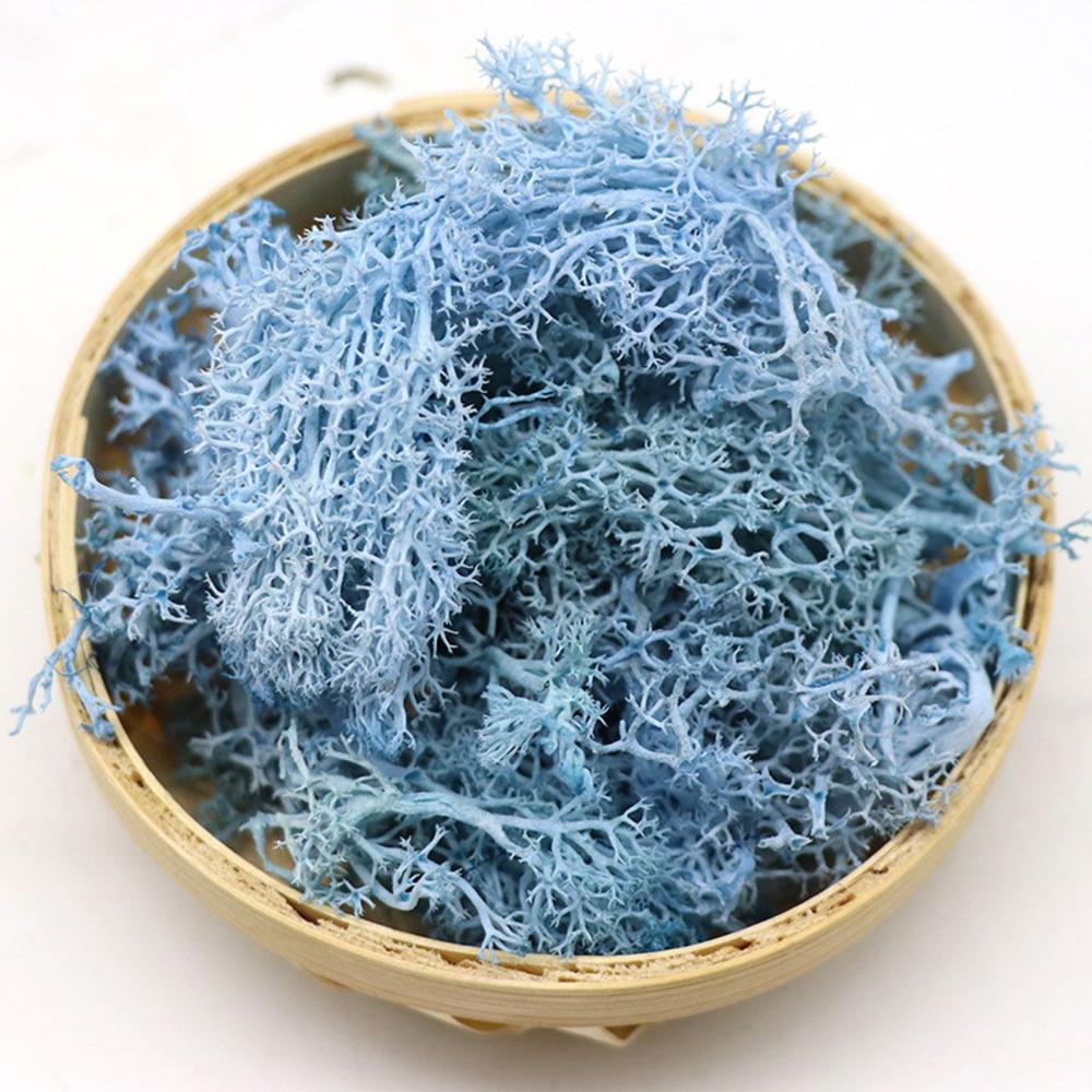 Colorful DIY Home Decor Christ – Sphagnum Moss Dry Bewertung und Preis