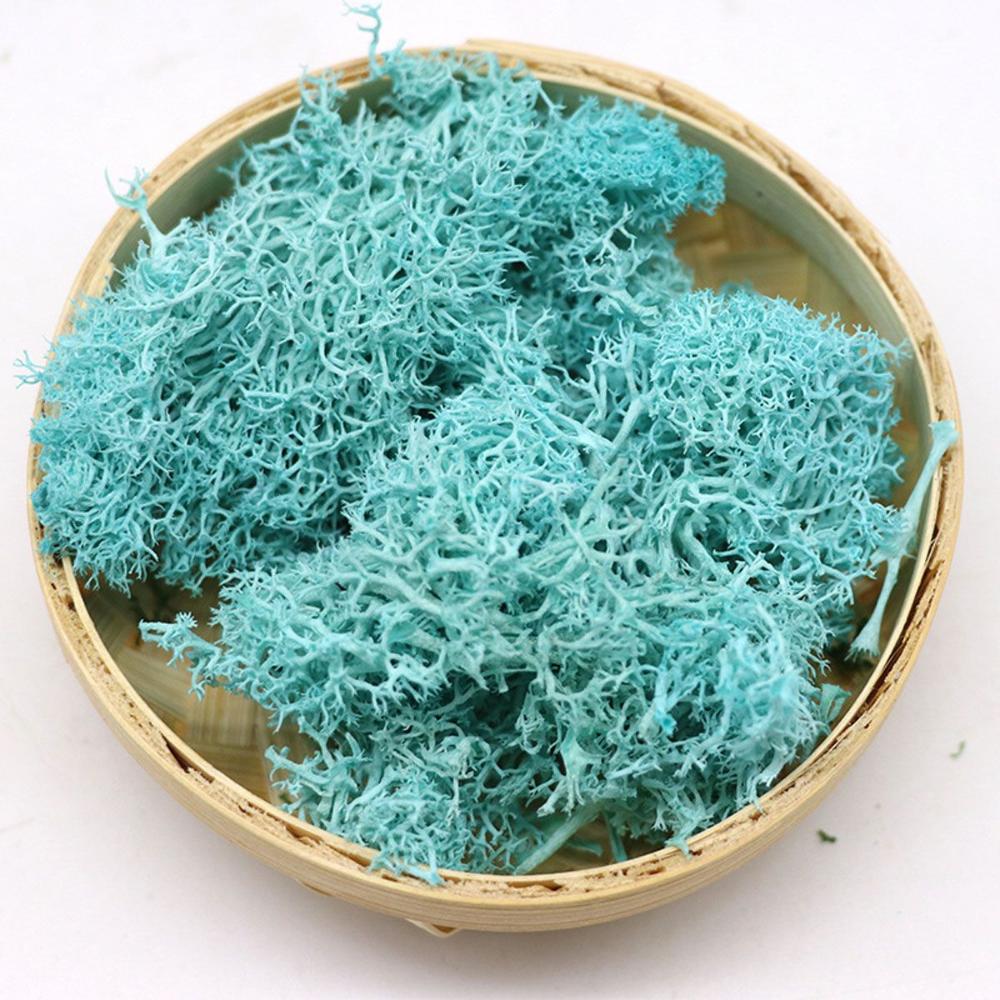 Colorful DIY Home Decor Christ – Sphagnum Moss Dry Bewertung und Preis
