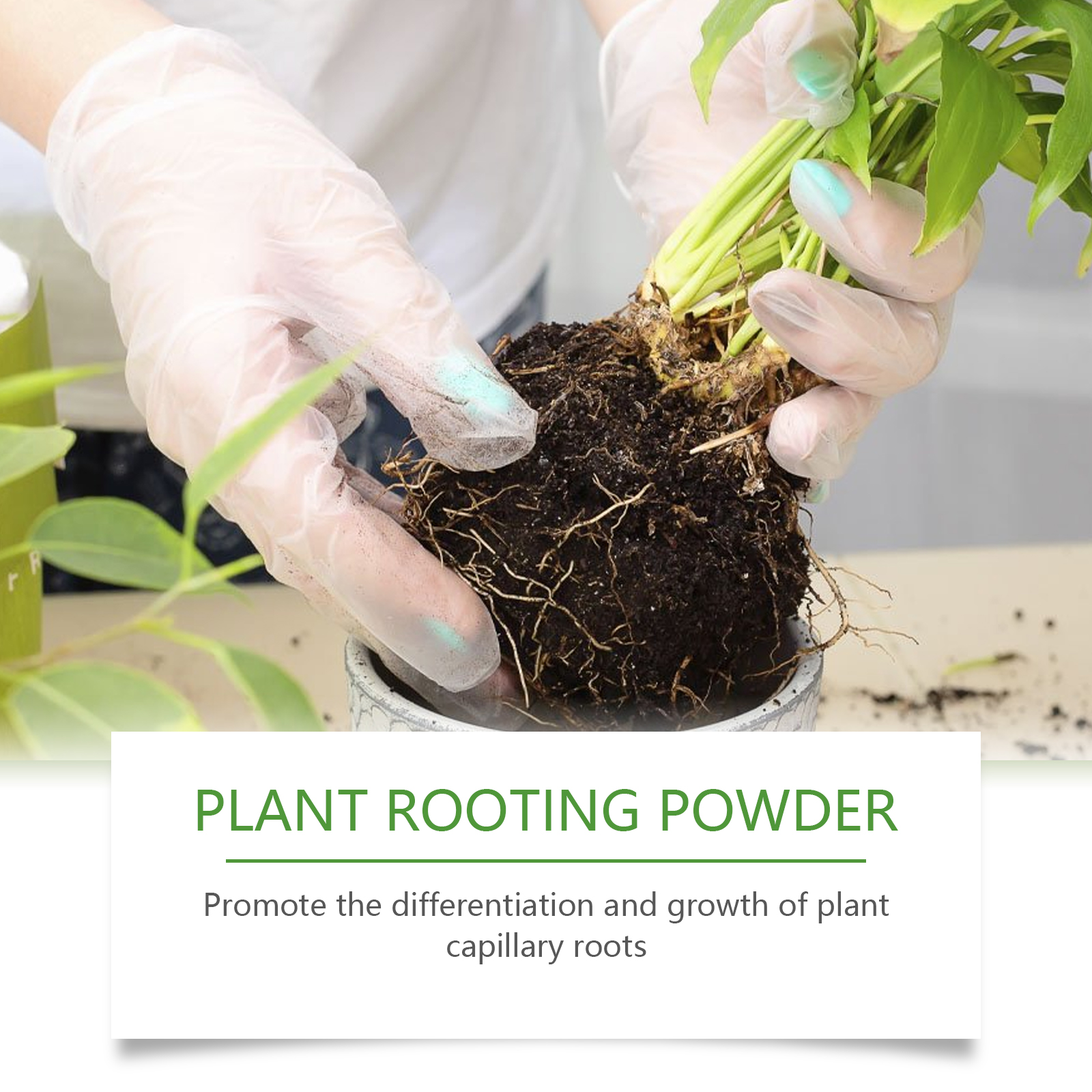 100g Plant Rooting Powder for  – Rooting Hormone Powder Bewertung und Preis
